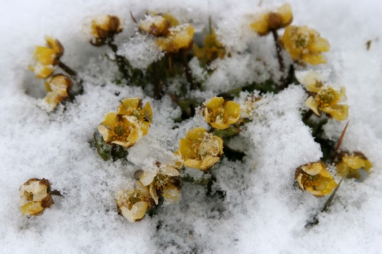 Arctic flowers at Franz Josef Land